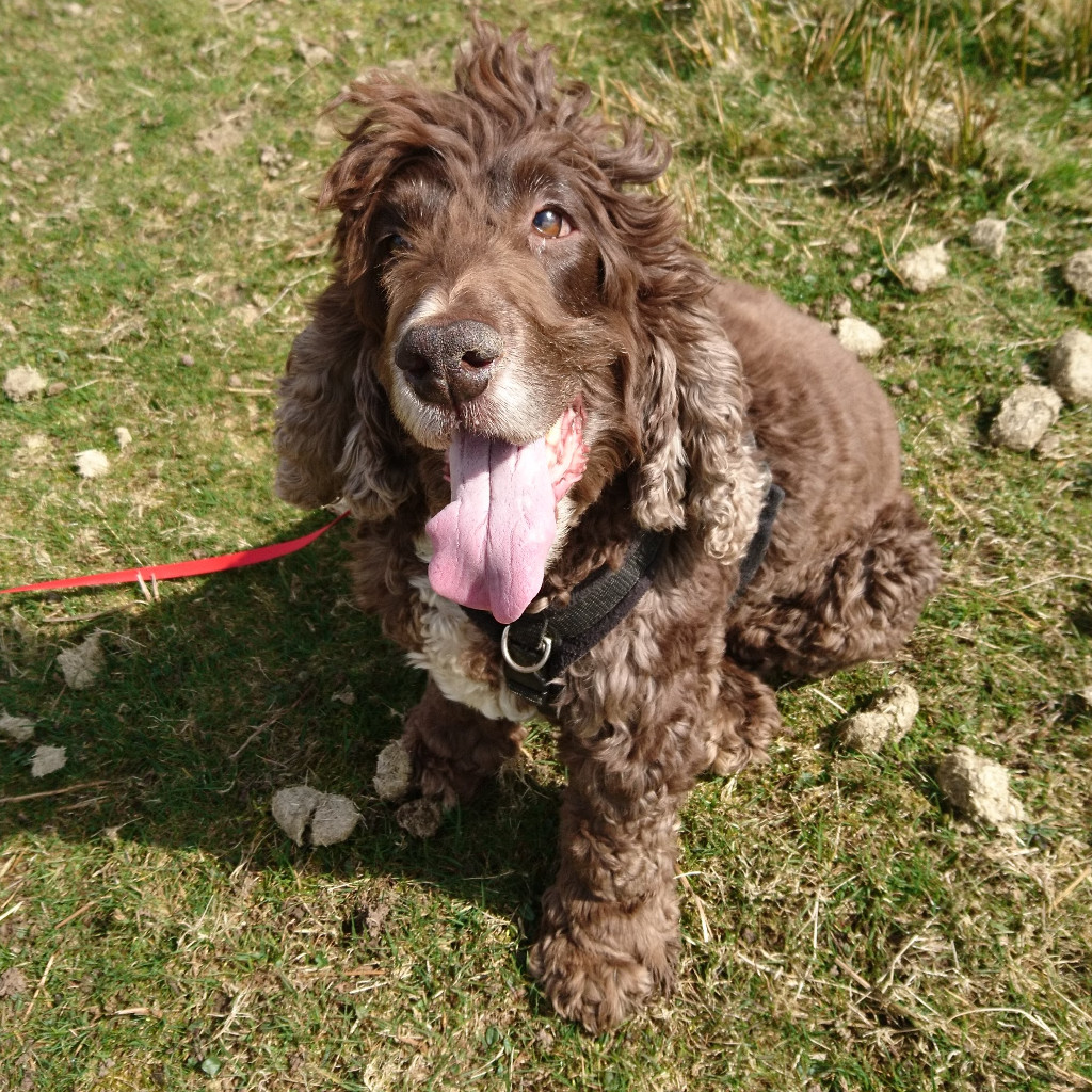 Cookie, the barking spaniel