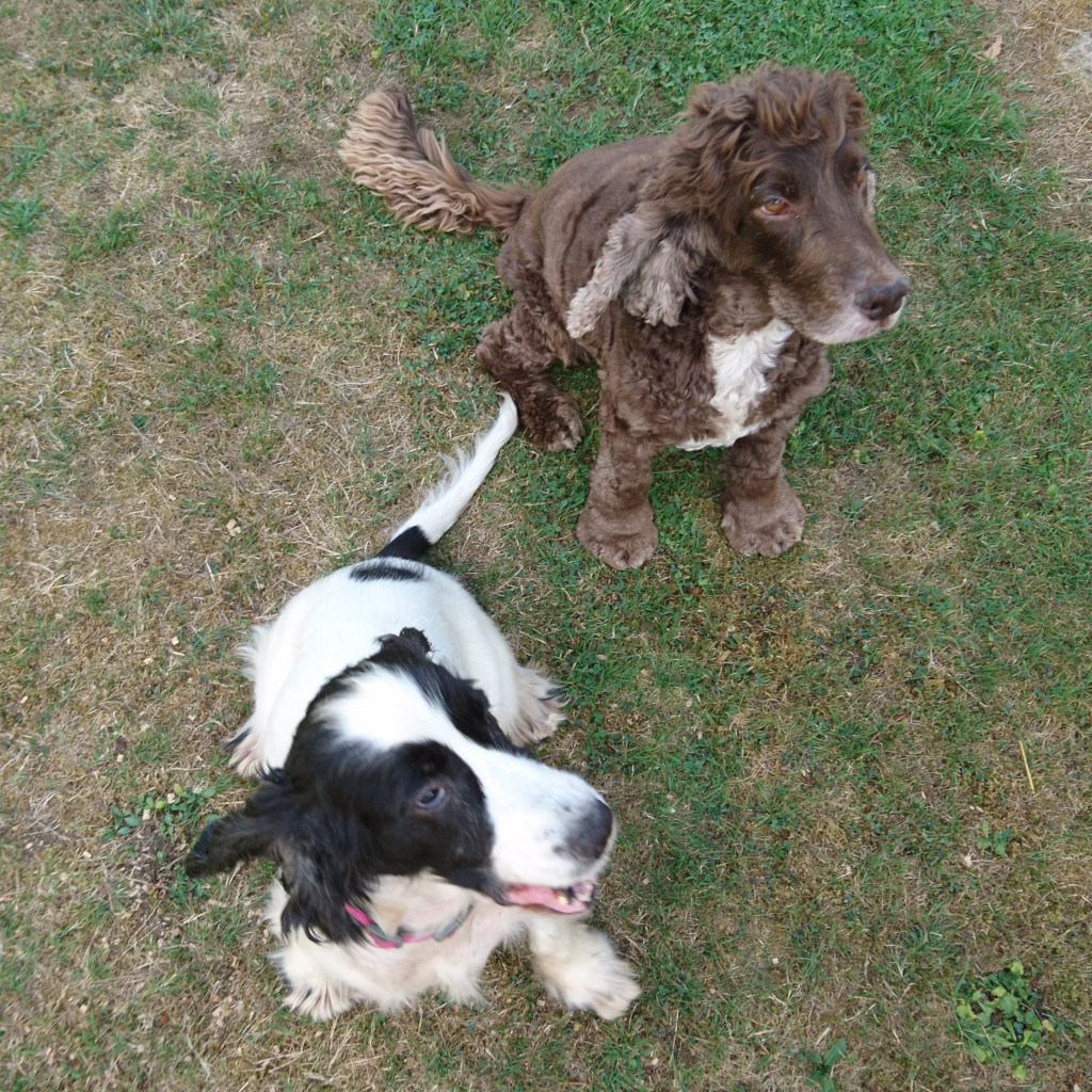 Cookie and Florence: the barking spaniels