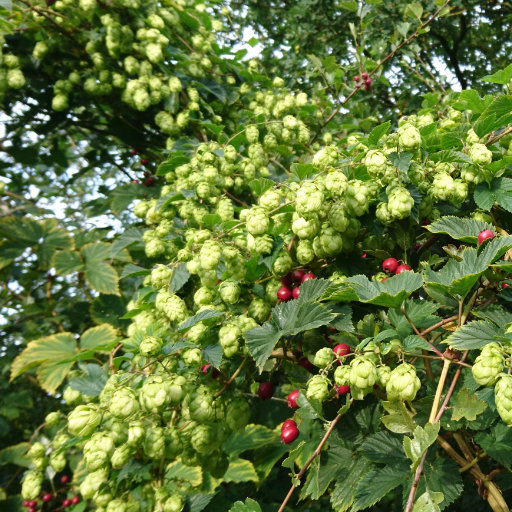 Local wild hops